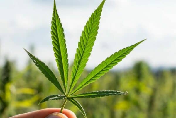 GANJA MEDIS LEGALISASI GANJA MEDIS