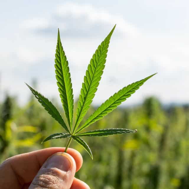 GANJA MEDIS LEGALISASI GANJA MEDIS